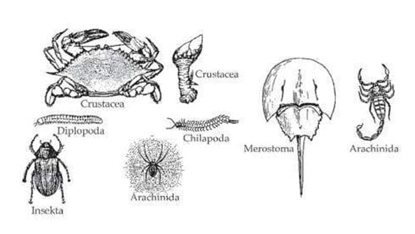Pengertian Arthropoda Klasifikasi Ciri Jenis Dan Contoh