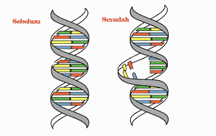 Mutasi gen dapat diwariskan kepada keturunannya jika mutasi terjadi di dalam