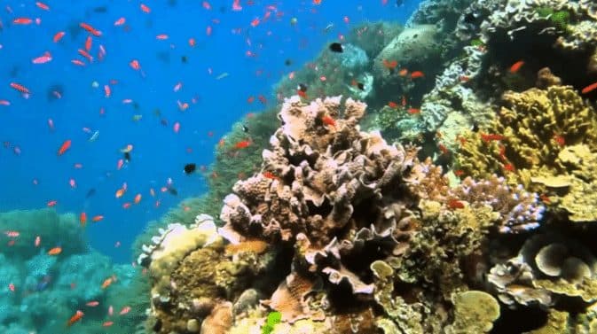 Dilihat dari jenisnya terumbu karang indonesia merupakan salah satu yang terkaya di dunia