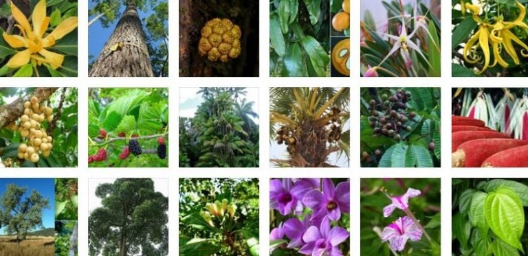 Berikut ini yang bukan merupakan ciri flora indonesia bagian barat adalah
