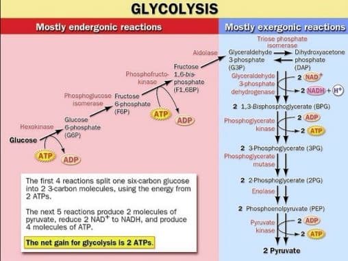 Pada proses peragian glukosa mengalami glikolisis menjadi asam piruvat asam piruvat diubah menjadi e