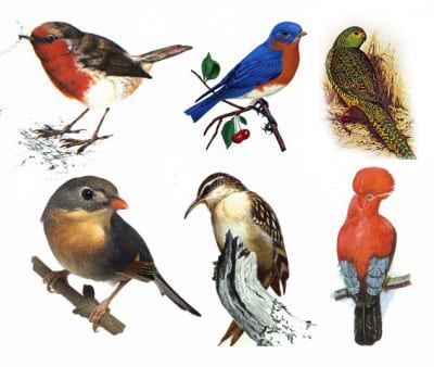 Pengertian Hewan Aves Ciri Klasifikasi Struktur Amp Habitat