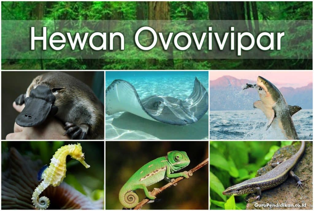 Sebutkan tiga hewan air yang berkembang biak dengan ovovivipar
