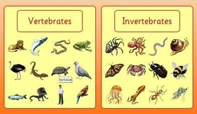 Hewan Vertebrata & Invertebrata : Ciri, Contoh dan Gambarnya
