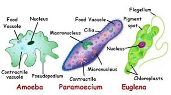 Makhluk hidup pertama yang muncul di bumi adalah makhluk bersel satu seperti mikroorganisme