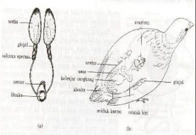 Tuliskan fungsi kaki pada aves