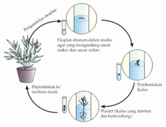 Sifat totipotensi merupakan kemampuan sel-sel tumbuhan untuk