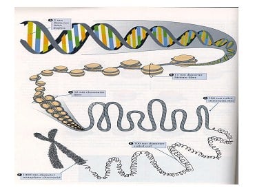 Kromosom dibentuk dari benang-benang kromatin pada sel yang siap membelah komposisi kromosom adalah