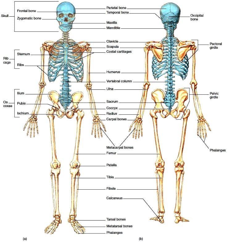 Pengertian Tulang Manusia, Sistem, Fungsi, Rangka, Jumlah & Gambar