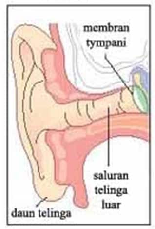 Bagian telinga yang berperan dalam mengetahui posisi tubuh atau keseimbangan tubuh adalah