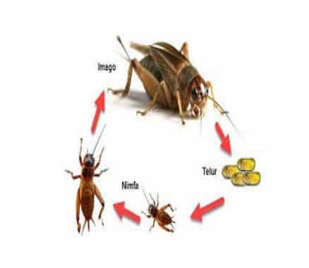 Tahapan metamorfosis belalang setelah telur menetas akan menjadi
