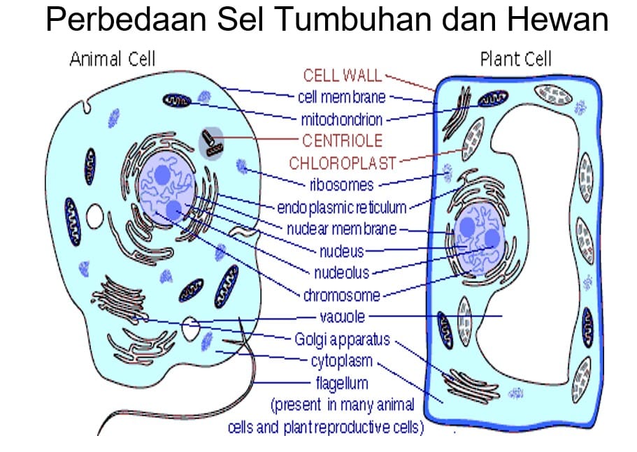 Bagian sel yang dimiliki oleh sel tumbuhan dan sel hewan ialah