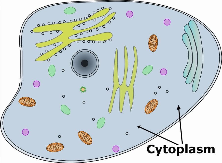 Sitoplasma merupakan cairan pengisi ruang sel yang banyak mengandung organel sel berikut ini organel