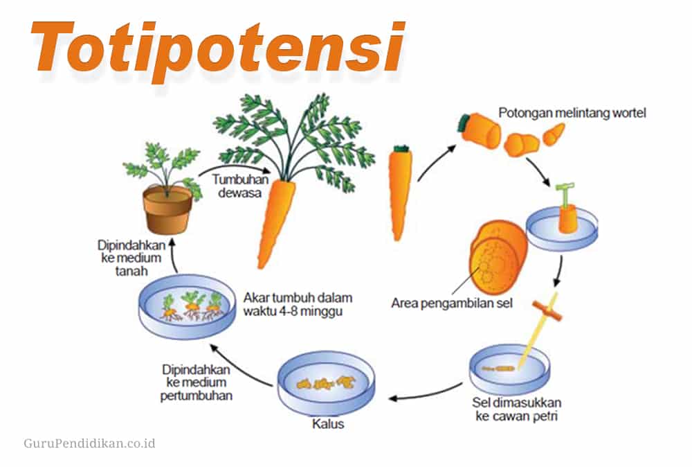 Sifat totipotensi merupakan kemampuan sel-sel tumbuhan untuk