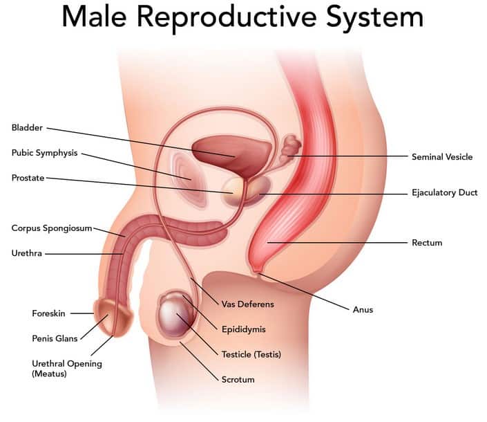 10 Organ Alat Reproduksi Pria Fungsinya Bahas Lengkap