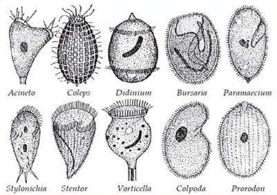 Amoeba termasuk rhizopoda yang alat geraknya berupa