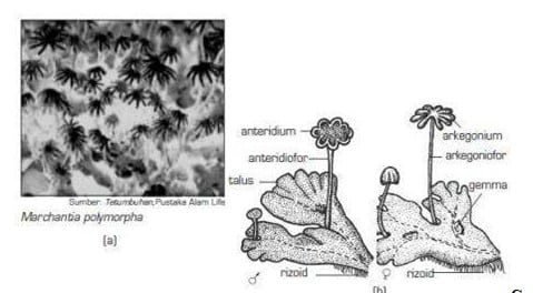Mengapa bryophyta dianggap lebih tinggi tingkatannya dibanding dengan ganggang dan fungi