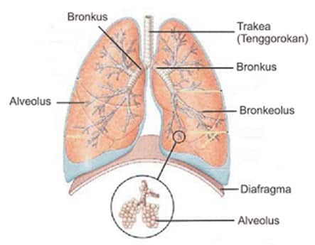 Udara sisa yang berada di dalam paru-paru dan tidak dapat diekspirasikan dinamakan udara