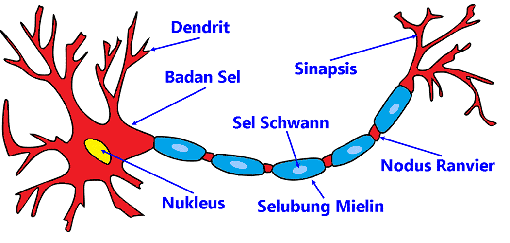 Gambar Neuron