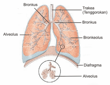 Fungsi alveolus