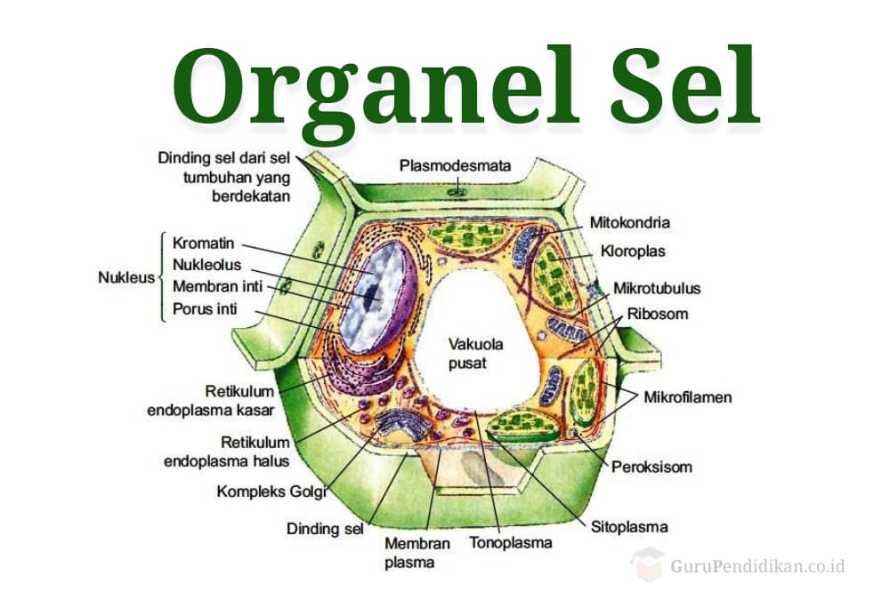 Organel Sel Fungsi Dan Strukturnya Menurut Para Ahli