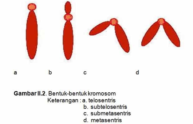 Sepasang kromosom yang memiliki bentuk ukuran dan komposisi yang sama atau hampir sama disebut