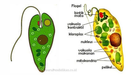 Amoeba termasuk rhizopoda yang alat geraknya berupa