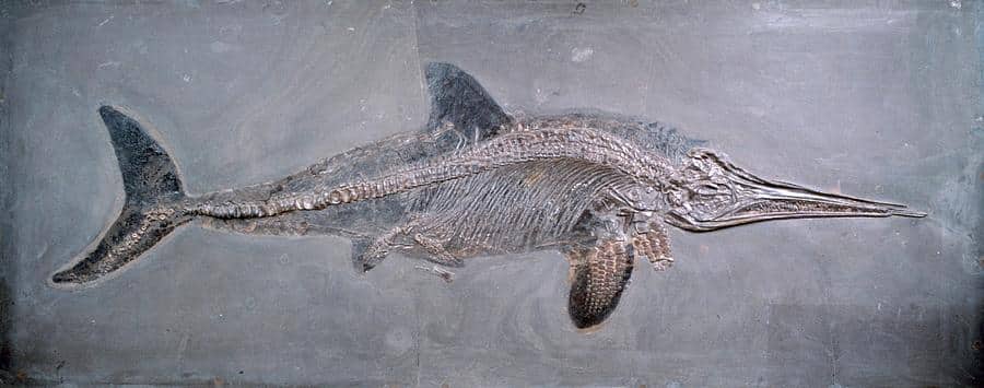 Munculnya reptil yang besar seperti dinosaurus dan atlantosaurus terjadi pada zaman