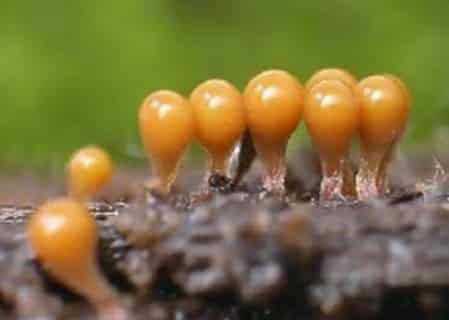 Protista mirip jamur yang menjadi parasit pada tumbuhan adalah