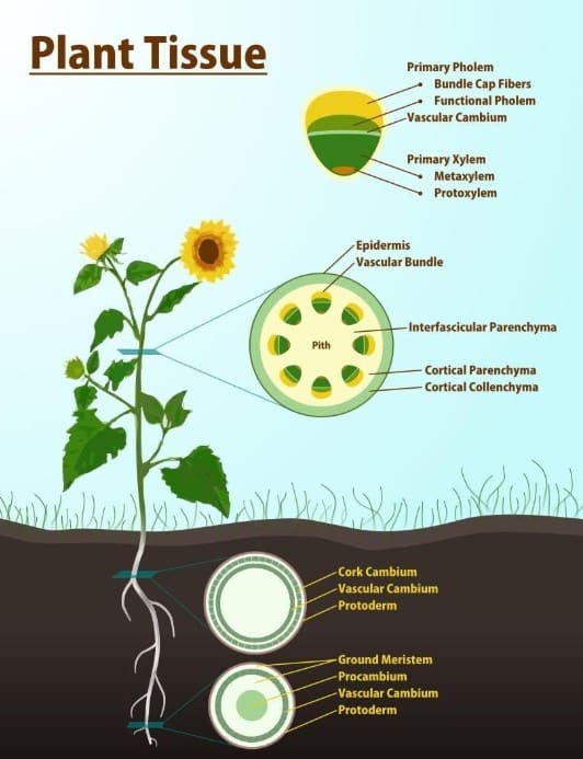 Jaringan pada tumbuhan yang mengangkut zat makanan dari daun ke seluruh bagian tumbuhan adalah