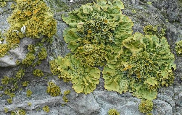 Contoh tumbuhan lumut yang memiliki talus berbentuk lembaran lembaran menyerupai hati