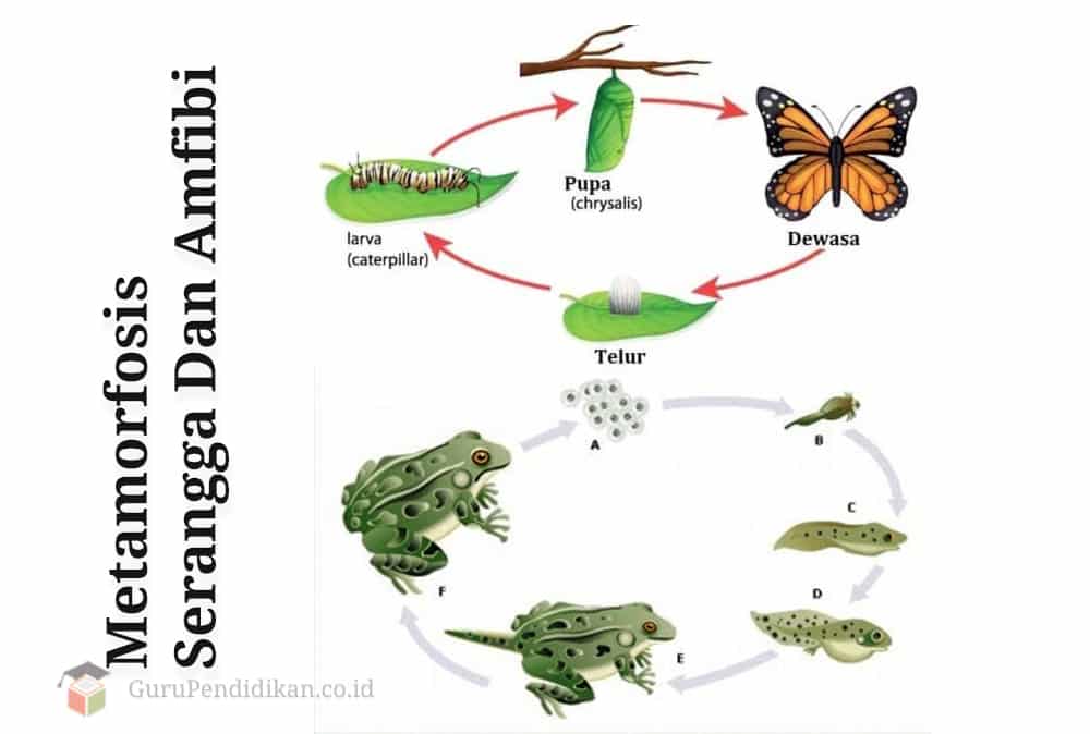 21++ Tuliskan keterangan pada siklus hidup hewan nyamuk dan jelaskan update