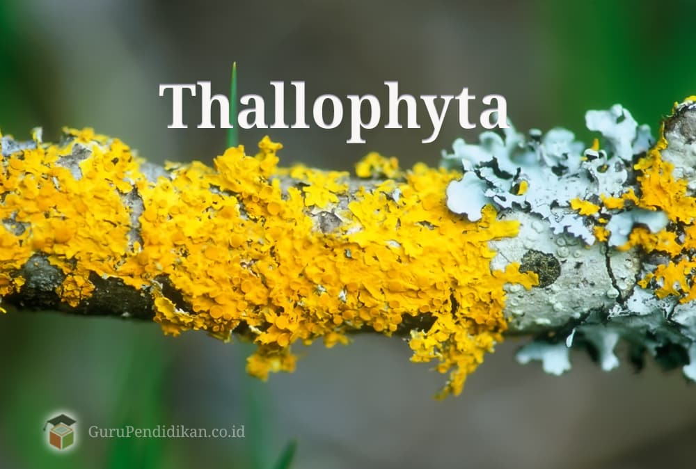 Bryophyta merupakan tumbuhan yang masih memiliki ciri tumbuhan talus yaitu