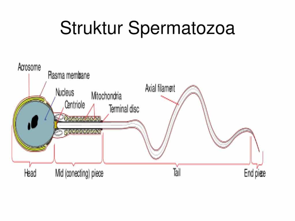 Sel sperma dapat bergerak aktif untuk menembus dinding sel telur karena memiliki bentuk yang khas ya